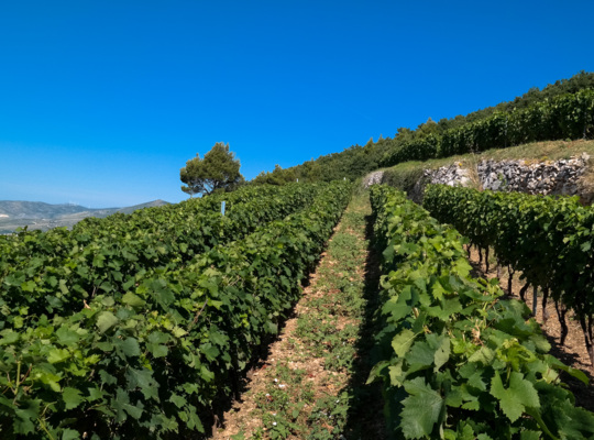 KAŠTELA'S CRLJENAK 